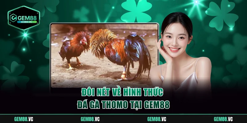 Đôi nét về hình thức đá gà Thomo tại Gem88