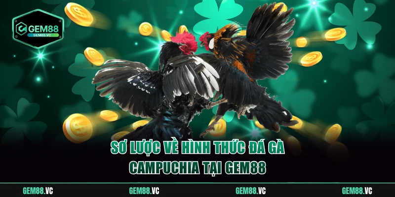 Sơ lược về hình thức đá gà Campuchia tại Gem88
