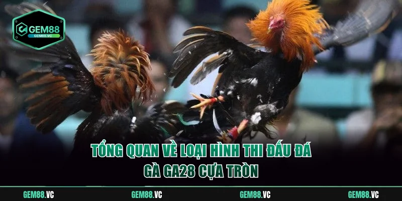 Tổng quan về loại hình đá gà GA28 cựa tròn
